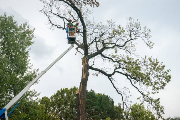 How Our Tree Care Process Works  in  Dover, OH